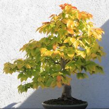 Samen bonsai scheinbuche gebraucht kaufen  Calw