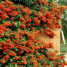 Orange firethorn hedging for sale  UK