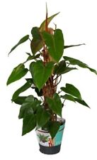 Philodendron red emerald for sale  Homestead