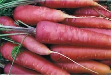 250 graines carotte d'occasion  Clermont-Ferrand-
