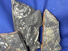 Carboniferous fossils sphenoph gebraucht kaufen  Saarbrücken
