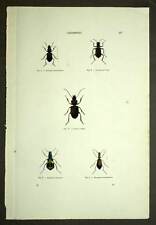 Insect Entomology Beetle Carabus, Cicindela, Acinopus engraving 19eme for sale  Shipping to South Africa