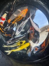 Live koi fish for sale  North Hollywood