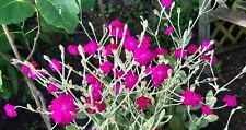 Plant rose campion for sale  NEWPORT-ON-TAY