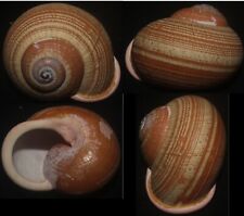 Tonyshells  Landsnail Calocochlia festiva w/cuticle VERY LARGE 46mm F+++ for sale  Shipping to South Africa