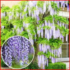 Wisteria plant amethyst for sale  UK