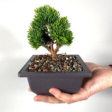 mame bonsai for sale  Lawrence Township