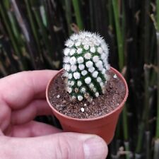 Cactus mammillaria gracillis for sale  LEIGH