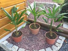 Palmiers trachycarpus fortunei d'occasion  Montsûrs