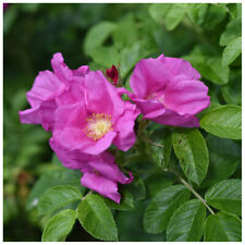 Common wild rose for sale  NEWTOWNARDS