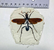 HYMENOPTERA ***** PEPSIS species  ****BRAZIL,Brasilia for sale  Shipping to South Africa