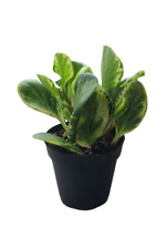 House plant variegated for sale  Chula Vista