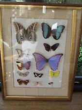 Cased taxidermy butterfly for sale  Shipping to Ireland