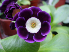 Auricula primula quarry for sale  PETERBOROUGH