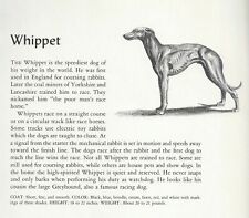 Whippet custom matted for sale  Tampa