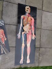Anatomical dimensional man for sale  ROMSEY