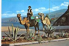 Usado, BG11889 Tenerife Típicos Camellos de Alquiler Camello España segunda mano  Embacar hacia Argentina