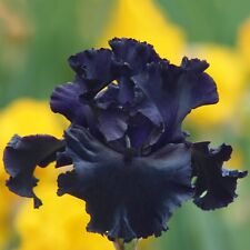 Black mirror iris for sale  Summerville
