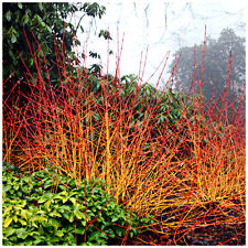 Midwinter fire dogwood for sale  Shipping to Ireland