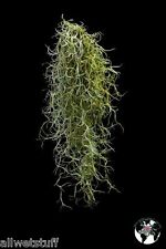 Spanish moss live for sale  Vero Beach