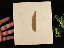 Big fossil leaf for sale  Salt Lake City