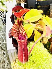 Nepenthes selected for sale  Shipping to Ireland