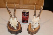 Roe deer mounts for sale  Brandon