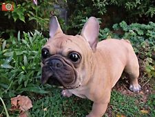 Large french bulldog for sale  KETTERING