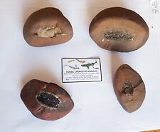 Collection carboniferous fish for sale  EDINBURGH