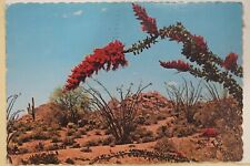 Ocotilla Fouquieria splendes shrub Mesa Arizona postcard for sale  Shipping to South Africa