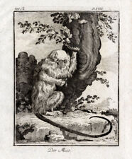 Antique Print-Der Mico-A view of the Mico or Marmoset-Buffon-1774 for sale  Shipping to South Africa