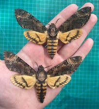 Real moth taxidermy for sale  Houston