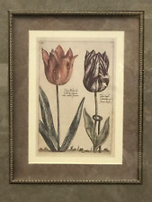 Tulip botanical print for sale  Schaefferstown