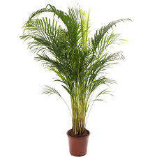 tropical plants for sale  UK