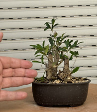 bonsai olivastro usato  Italia