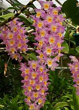 Dendrobium species pink for sale  Shipping to Ireland