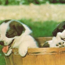 Baby st. bernards for sale  Shipping to Canada