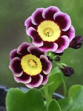 Auricula lottie files for sale  SHEFFIELD