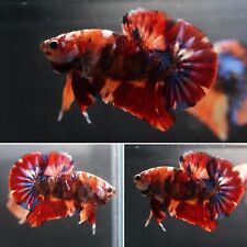 Fire tiger candy for sale  Houston