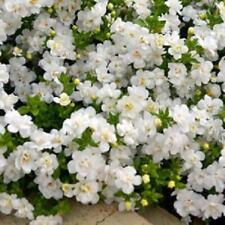 Bacopa trailing baristo for sale  Shipping to Ireland