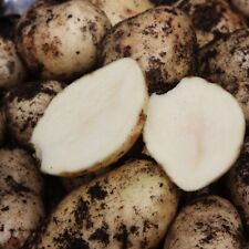 Seed potatoes certified for sale  MACCLESFIELD