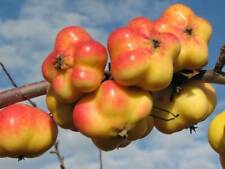 Apfelbaum apistar saftige gebraucht kaufen  Wuppertal