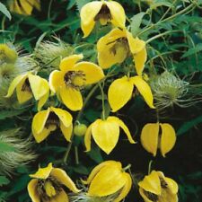 Packs clematis seeds for sale  CARNFORTH