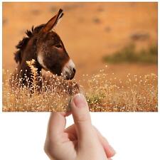 Fotografia pequena fazenda equina cavalo burro marrom impressão arte 6"x4" presente #8651 comprar usado  Enviando para Brazil