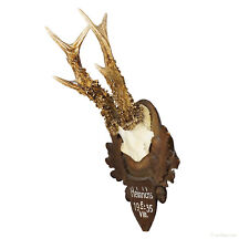 Great Roe Deer Trophy Mount on Wooden Carved Plaque 1935, used for sale  Shipping to South Africa