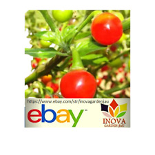 Sementes Bode BRS Seriema pimenta vermelha - 80 sementes frescas, usado comprar usado  Brasil 