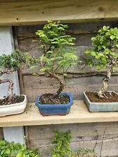Bonsai tree shohin for sale  ASHTON-UNDER-LYNE