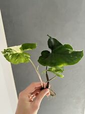 syngonium variegata albo gebraucht kaufen  Kirchdorf