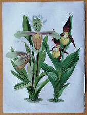 Orchid Cypripedium - Original Print Buch der Welt - 1861 for sale  Shipping to South Africa