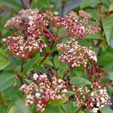 viburnum for sale  IPSWICH